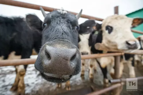 Татарстанга терлек һәм терлек продукциясе кертүгә бәйле яңа чикләүләр бар