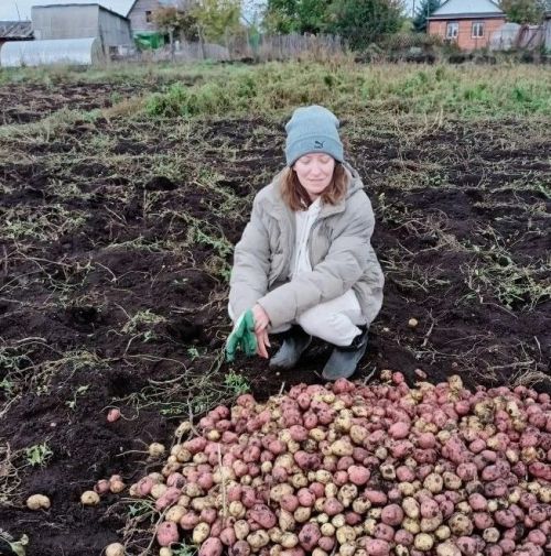 11 секретов богатого урожая картофеля: как получить ведро с одного куста