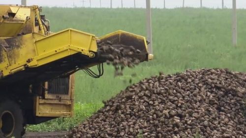 На Заинском сахарном заводе дан старт переработке нового урожая