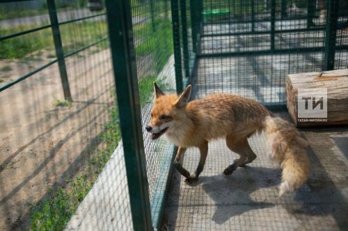 Котыру авыруына каршы вакцина ясау мөһим