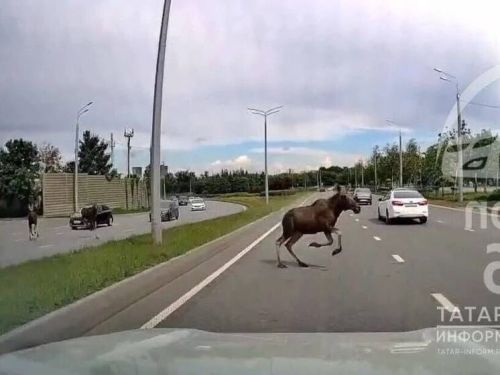 В Заинском районе начался сезон гона лосей: водителям напоминают об осторожности