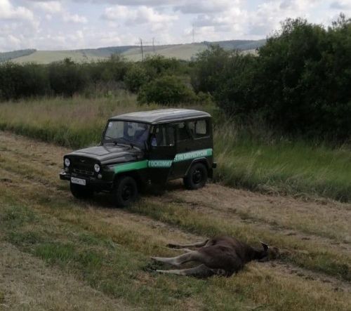 В Заинском районе начался сезон гона лосей: водителям напоминают об осторожности