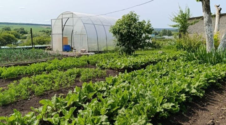 Эффективные методы борьбы с сорняками в саду и на грядках