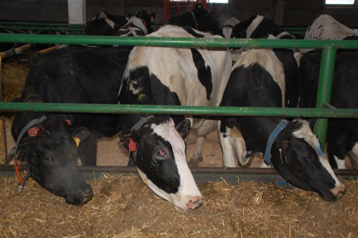 В Заинском районе валовый надой молока составил более 83 тонн
