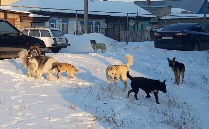 В Заинске отловили более 70 безнадзорных собак с начала года