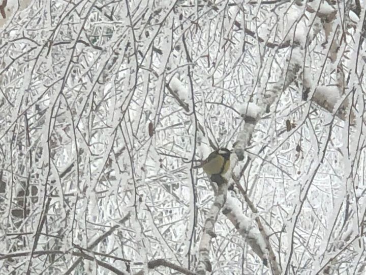 Җирле шагыйрәбез Роза Хәйретдинова шигырен тәкъдим итәбез