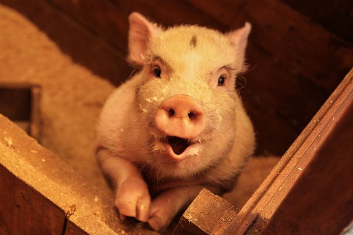 «Хочу свинью»: жители Заинска интересуются можно ли содержать свиней?
