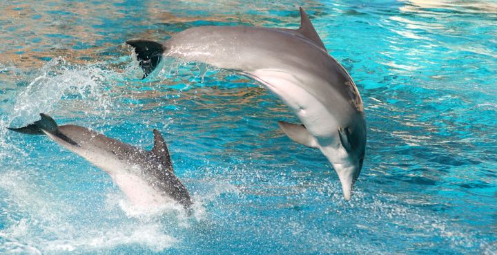 В Заинском водохранилище разводят карликовых дельфинов