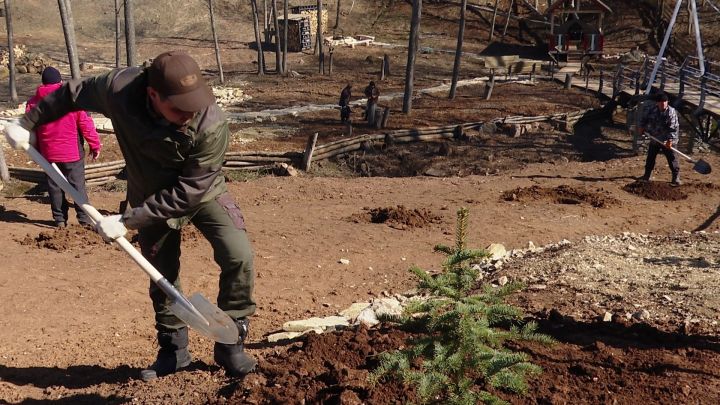 Жители Бегишевского поселения посадили 1000 деревьев