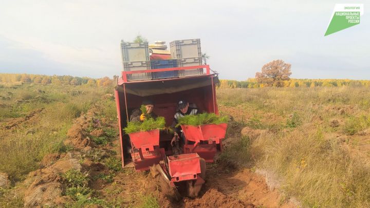 В Заинске приступили к посадке лесных культур