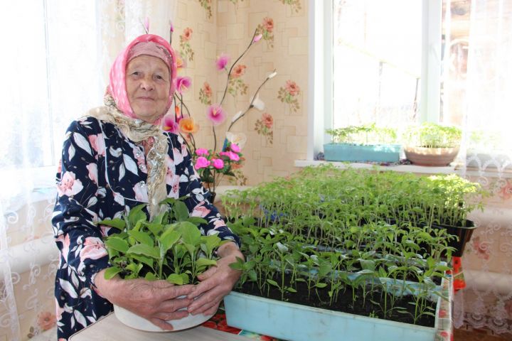 Опытная огородница рассказывает, зачем выращивает 300 корней помидоров