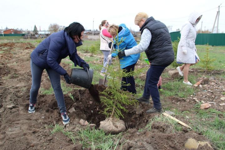 В Заинском районе Татарстана посадят 500 деревьев