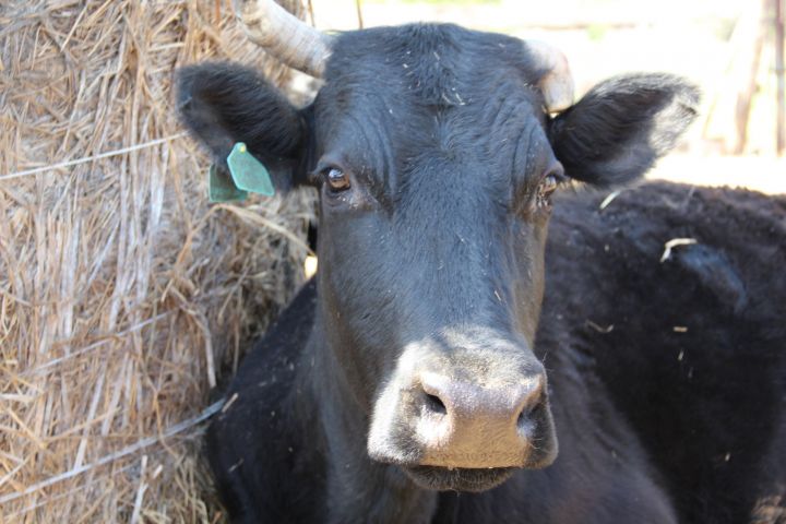 Жители Татарстана смогут вернуть затраты на содержание молочного скота