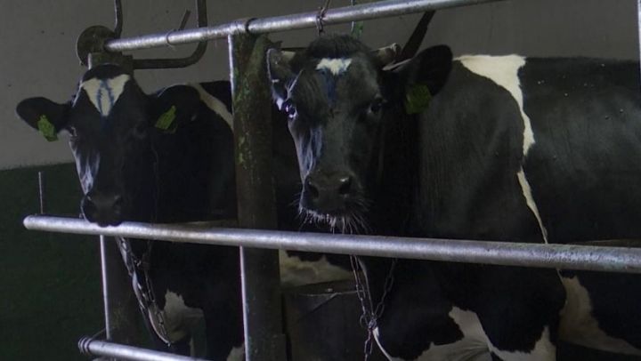 В Заинском районе Татарстана повысилась молочная продуктивность коров
