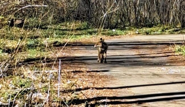 В Татарстане дикая лиса вышла из лесополосы навстречу людям