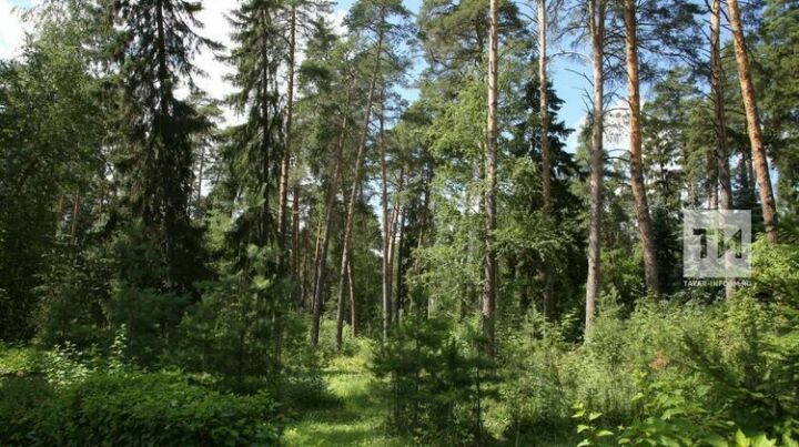 В 2023 году в Татарстане в рамках нацпроекта «Экология» вырастят не менее 31 миллиона сеянцев
