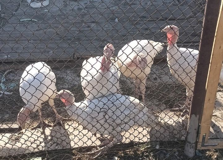 В Заинском районе ветеринары усилили контроль за домашней птицей