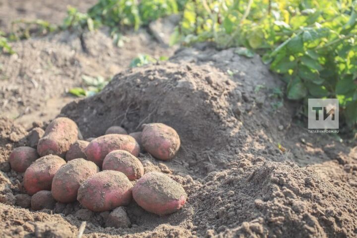 В Россельхозцентре Татарстана оценили состояние производственных посадок картофеля