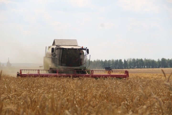 В Татарстане аграрии собрали более 3,6 млн тонн зерна