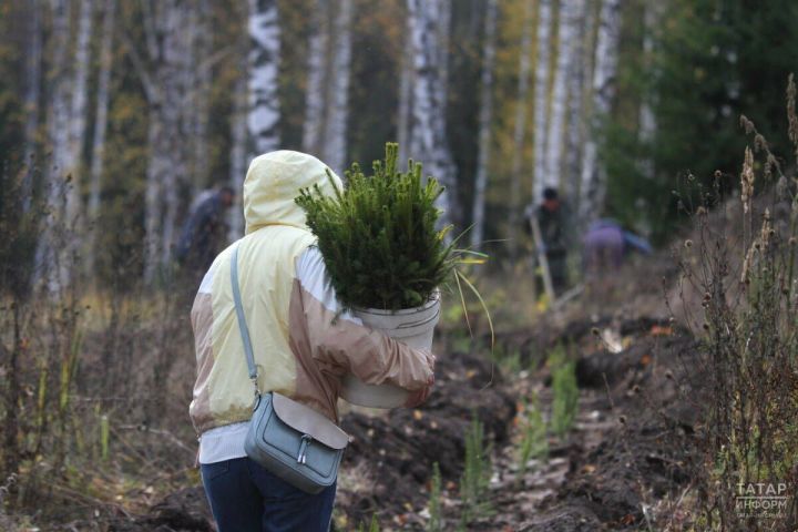 В Татарстане посадят более миллиона саженцев в 170 местах