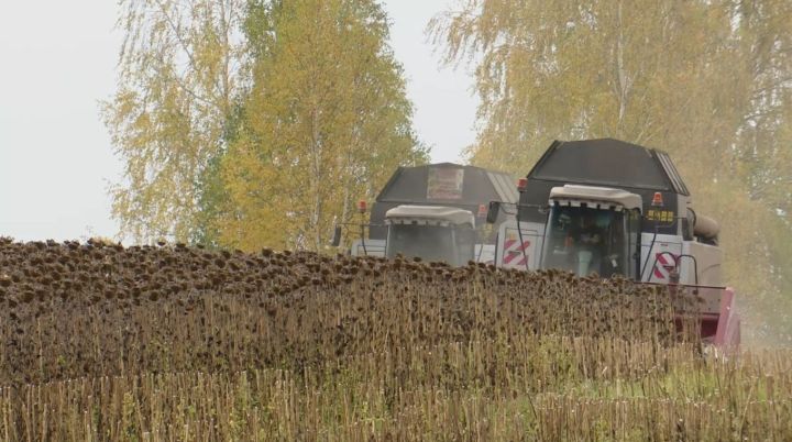 Работа на полях района не прекращается ни на минуту