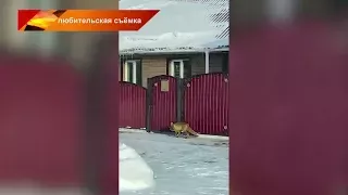 Необычного гостя заметили жители года на улице