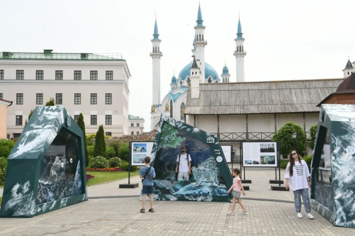 В Казани открылась выставка, посвящённая снежному барсу