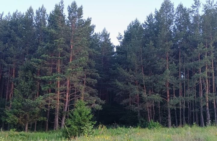 В Татарстане объявлено штормовое предупреждение из-за высокой пожарной опасности лесов