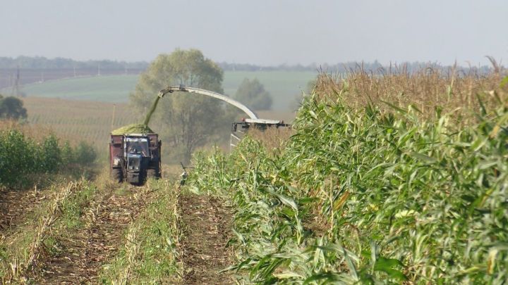 В Заинском районе убирают кукурузу и рапс