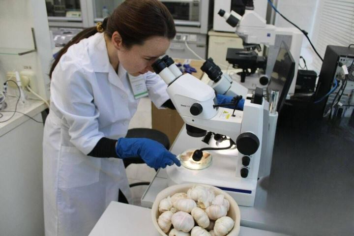 Татарстанда чит илдән кертелгән сарымсакта куркыныч корткыч тапканнар
