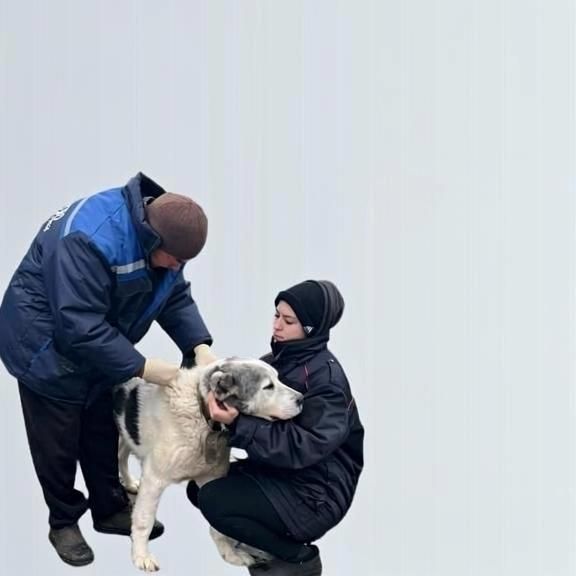 Щит от бешенства: вакцинация, бдительность и знание правил первой помощи