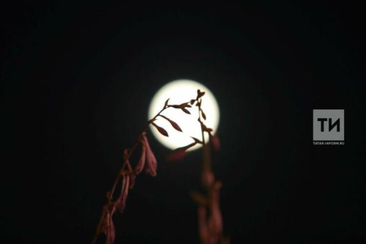 Шигъри мизгел