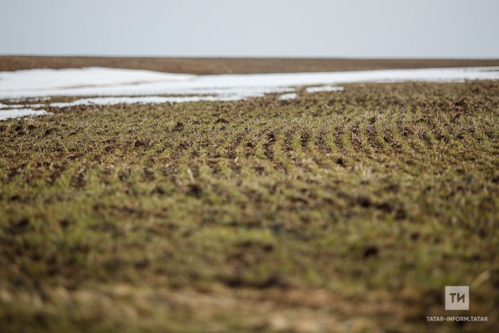 Россельхозцентр Татарстана рекомендует подкормку озимых культур для усиления роста