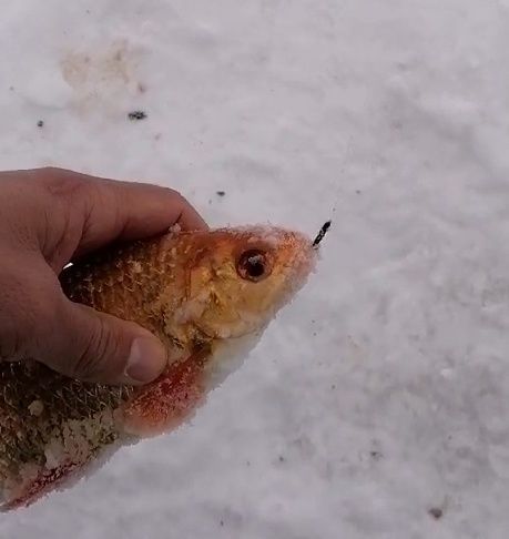 Зәйле алтын балык тоткан