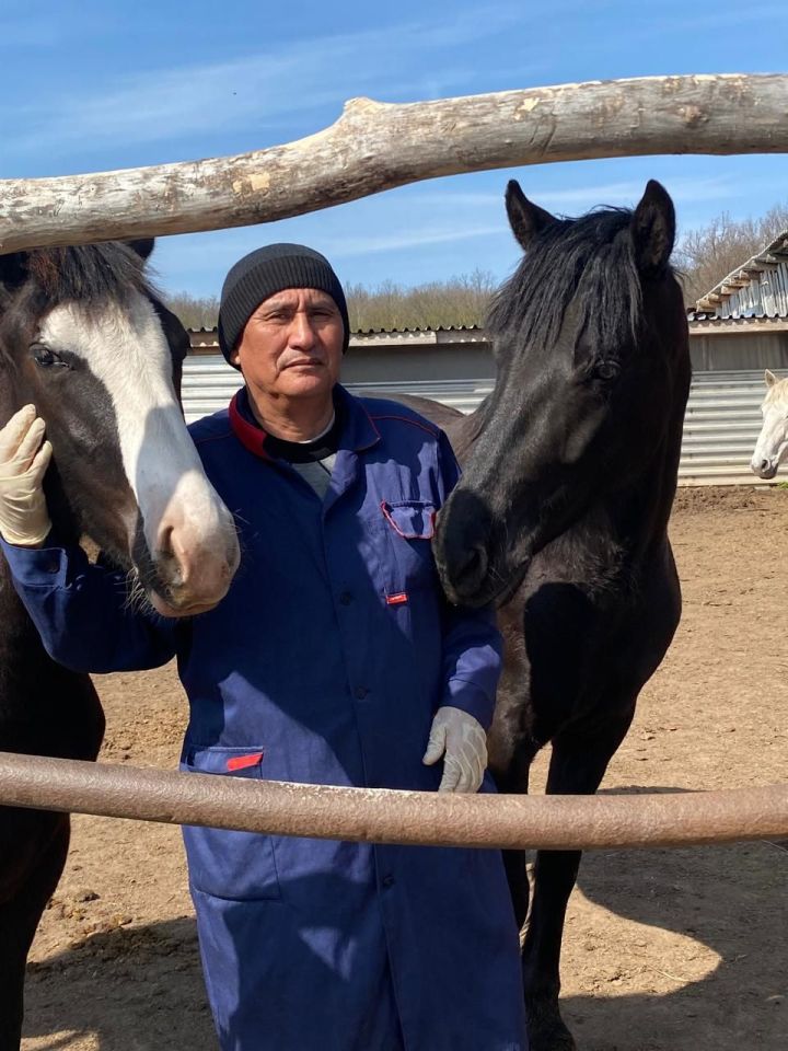 Новые ветеринарные правила по сапу введут в Татарстане