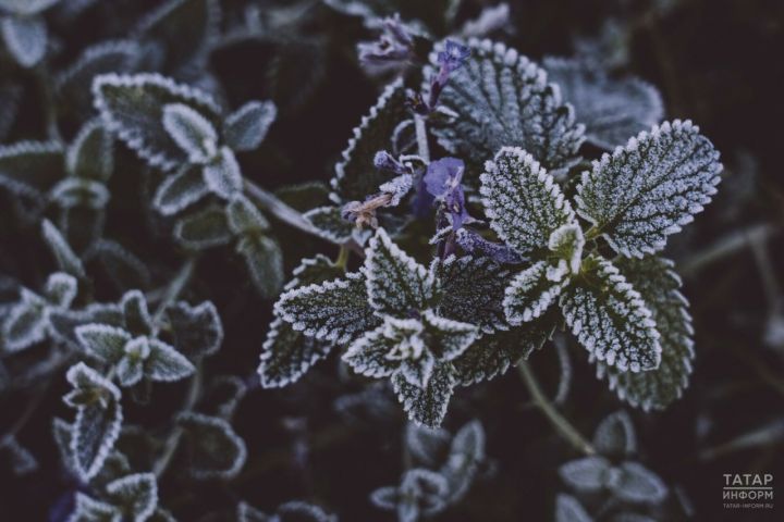 Заморозки до −1°C ожидаются в Татарстане в ночь на 26 мая