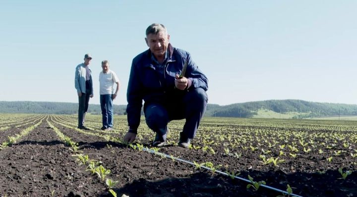 В Заинске оценили качество всходов
