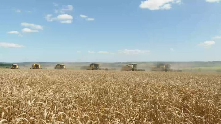 Заинские аграрии одними из первых в Республике приступили к уборочной страде