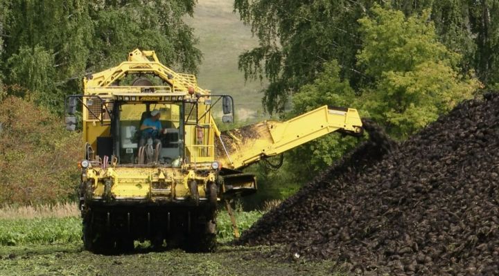 Заинские аграрии продолжают уборку сахарной свеклы