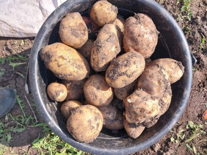 Урожай в надежных руках: эксперты Россельхозцентра рассказали, как сохранить картофель до весны
