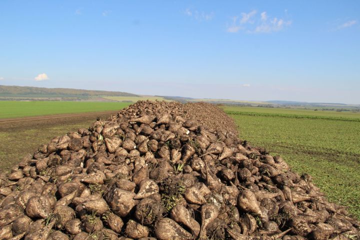 Зәй районы кырларында шикәр чөгендеренең уртача уңышы – 460 центнер