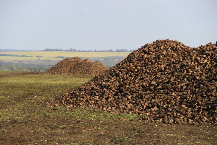 Төбәгебезнең шикәрле кырлары