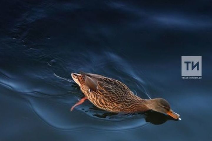 Татарстанда апрельдән  үрдәк аулау сезоны ачыла