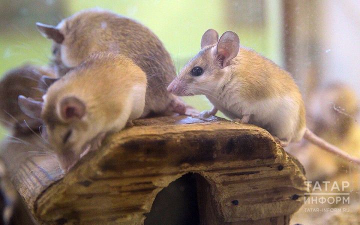 Татарстанда соңгы өч айда 57 кеше тычкан бизгәге йоктырган