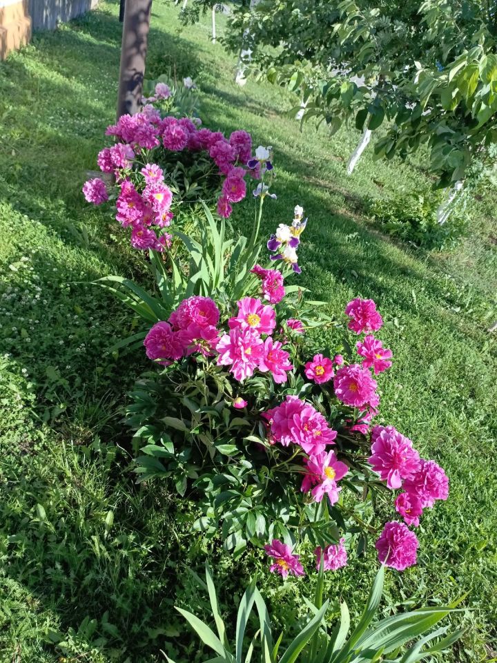 Кәрәкәстән Мөхәммәдиевлар тормышын чәчәкләр бизи