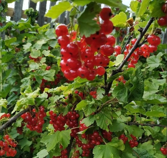 Кызыл карлыган һәм әфлисуннан компот