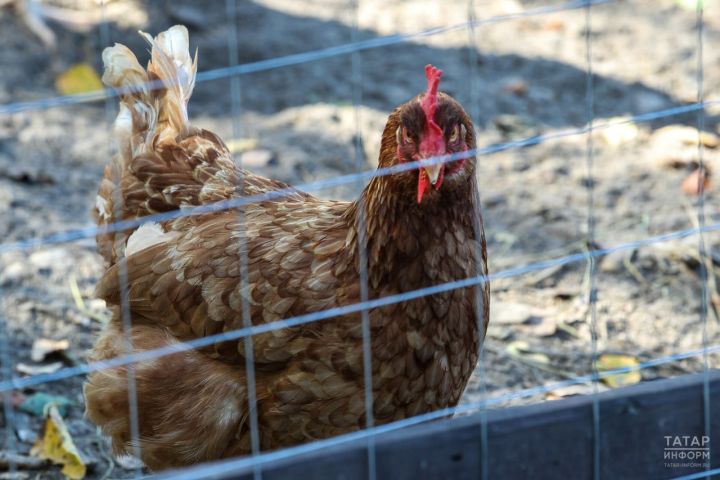 Зәй районында кош авыруларын профилактикалау айлыгы уза