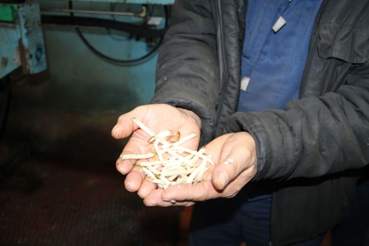 Зәй шикәр заводы шикәр кайнатуның яңа сезонына старт бирде