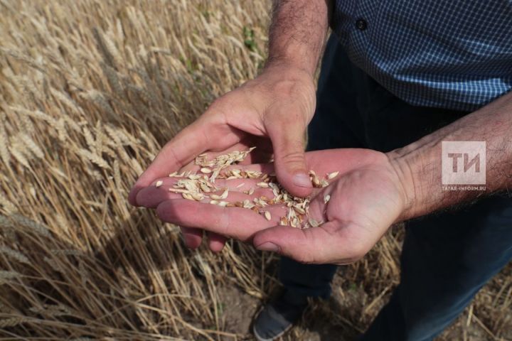 Айрат Хайруллин назвал преимущества развития речного экспорта зерновых из РТ